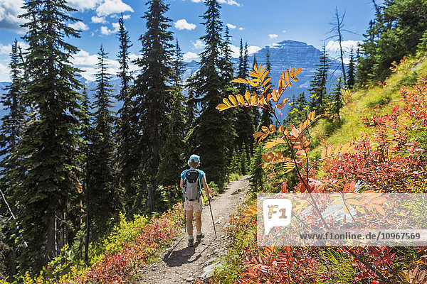 'Female hiker with poles along a mountain trail with autumn colours and blue sky; Waterton  Alberta  Canada'