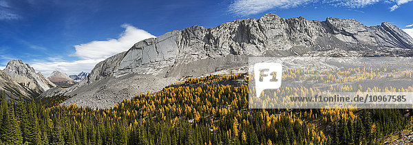 Alpental mit bunten Lärchen in Herbstfarben und felsigen Gipfeln mit blauem Himmel und Wolken  Kananaskis Provincial Park; Alberta  Kanada'.