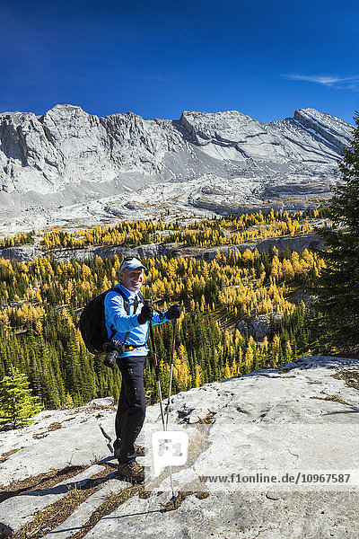 'Male hiker with poles on rock ridge overlooking alpine valley with colourful larch trees in autumn and mountain cliffs with blue sky in the background  Kananaskis Provincial Park; Alberta  Canada'