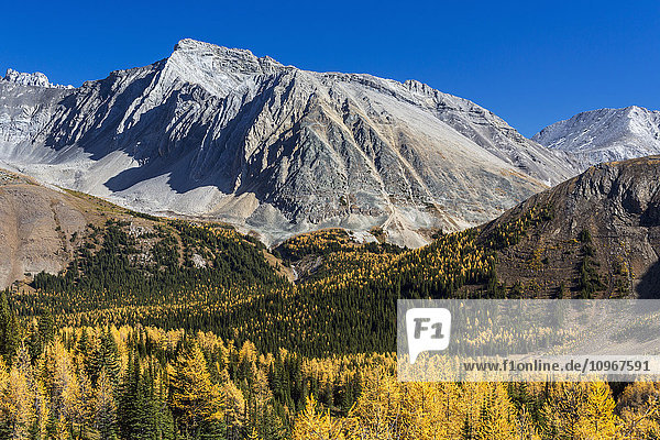 Alpental mit bunten Lärchen im Herbst und felsigen Gipfeln mit blauem Himmel  Kananaskis Provincial Park; Alberta  Kanada'.