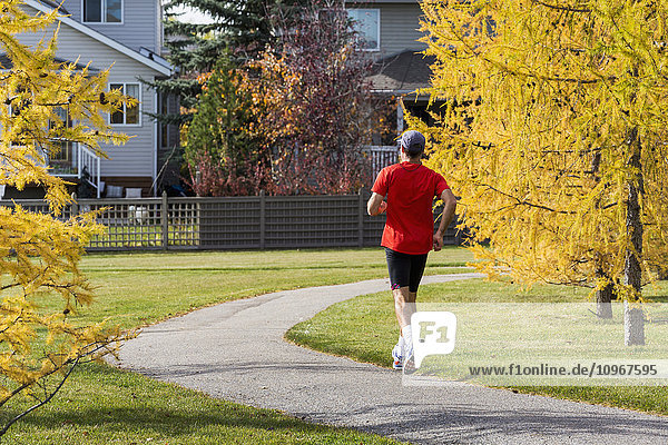 'Male jogger running along a neighbourhood park pathway with colourful larch trees in autumn and houses in the background; Calgary  Alberta  Canada'