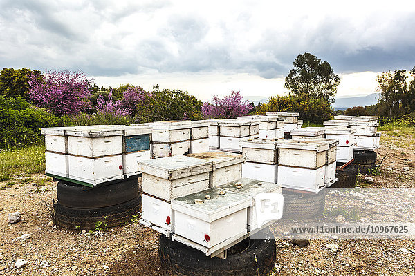 Holzrahmen für die Bienenzucht; Israel .