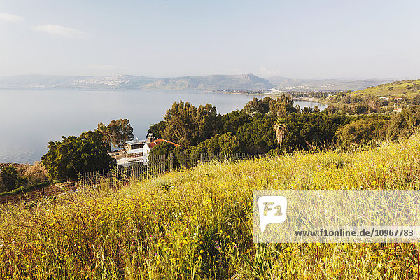 Hochgewachsenes Gras auf einem Feld und Blick auf den See Genezareth; Isreal