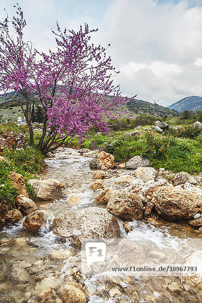 'Stream coming off Mount Herman with lush grass and blossoming shrubs; Israel'