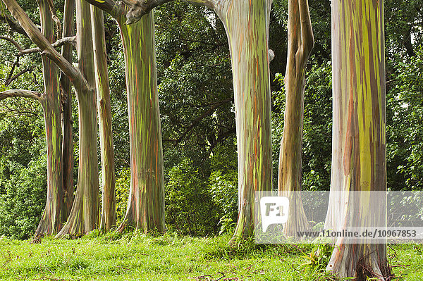 Eukalyptuswald auf der Nordostseite von Maui; Maui  Hawaii  Vereinigte Staaten von Amerika'.