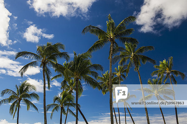 Ein Palmenbestand vor blauem Himmel und vereinzelten Wolken; Kauai  Hawaii  Vereinigte Staaten von Amerika'.