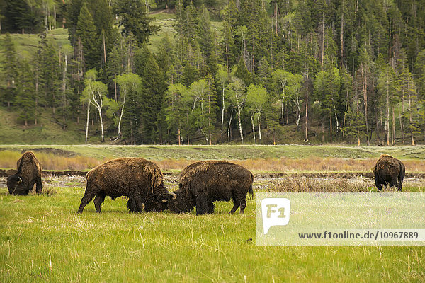 Ein Paar amerikanischer Bisons (Bison bison) sparren im Lamar Valley im Yellowstone National Park; Wyoming  Vereinigte Staaten von Amerika'.