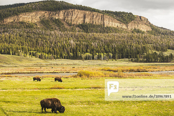 Eine Gruppe amerikanischer Bisons weidet im Lamar Valley im Yellowstone National Park; Wyoming  Vereinigte Staaten von Amerika'.