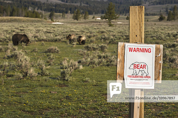 Ein Schild des National Park Service warnt Besucher vor Bären in der Gegend  während eine Braunbärensau (ursus arctos) und ihre beiden Jungen in der Nähe des Gardners Hole im Yellowstone National Park grasen; Wyoming  Vereinigte Staaten von Amerika'.