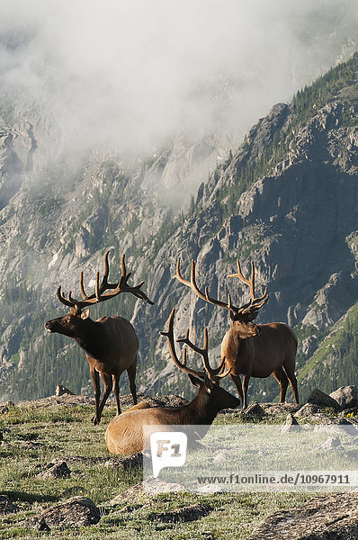 Ein Trio von Elchbullen (Cervus canadensis) auf einer felsigen Bergwiese im Rocky Mountain National Park; Colorado  Vereinigte Staaten von Amerika'.
