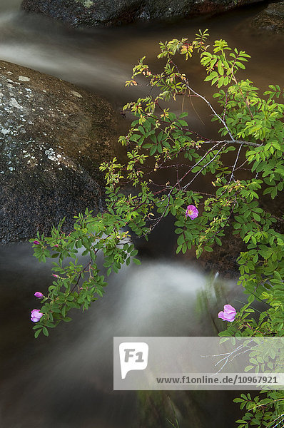 Wildrose baumelt über einem Bach im Rocky Mountain National Park; Colorado  Vereinigte Staaten von Amerika'.
