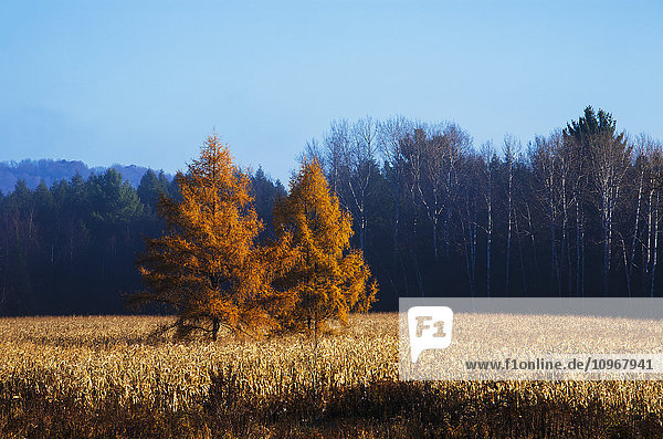 Zwei Bäume in Herbstfarben inmitten eines Feldes mit Wald und blauem Himmel; Cowansville  Quebec  Kanada'.