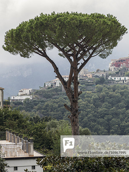 Bäume und Häuser an einem wolkenverhangenen Berghang; Amalfi  Kampanien  Italien