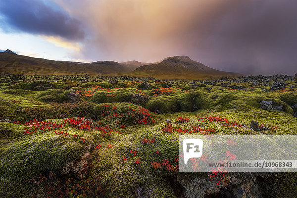 'Moss covered lava field at sunrise Snaefellsness Peninsula; Iceland'