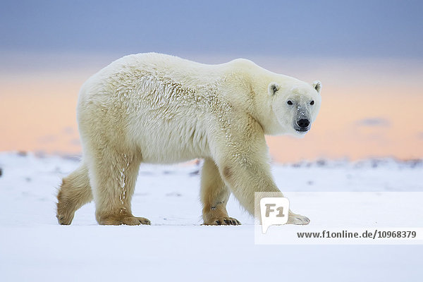 Eisbär (ursus maritimus) an der Küste der Hudson Bay  der darauf wartet  dass die Bucht zufriert; Churchill  Manitoba  Kanada'.