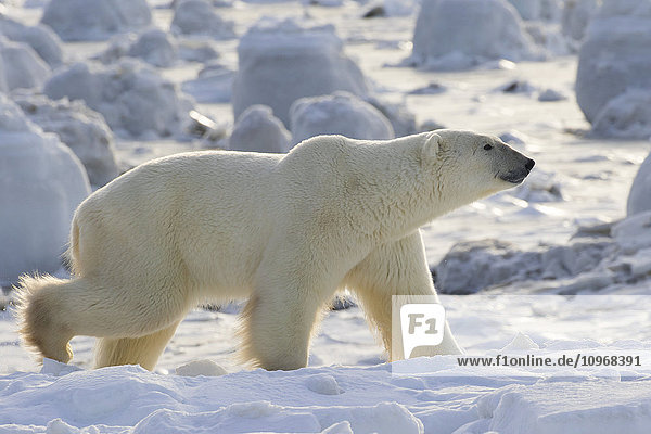 Eisbär (ursus maritimus) an der Küste der Hudson Bay  der darauf wartet  dass die Bucht zufriert; Manitoba  Kanada'.