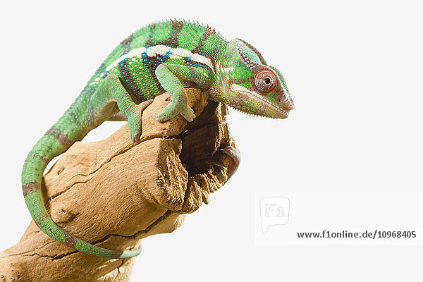 'Colourful Panther Chameleon (Furcifer pardalis) on a white background; St. Albert  Alberta  Canada'