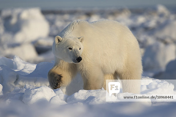 Eisbär (ursus maritimus); Churchill  Manitoba  Kanada'.