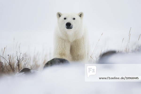 'Polar bear (ursus maritimus) in a blizzard; Churchill  Manitoba  Canada'