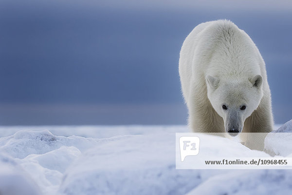 'Polar bear (Ursus Maritimus); Churchill  Manitoba  Canada'