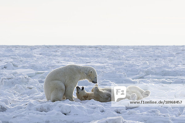 'Polar bears (ursus maritimus) sparring on the coast of Hudson Bay; Churchill  Manitoba  Canada'
