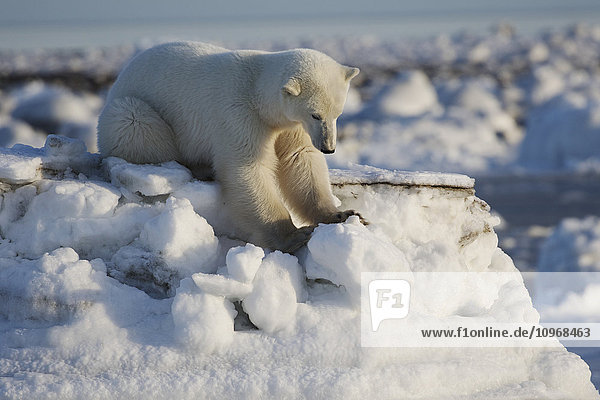 Eisbär (Ursus Maritimus); Churchill  Manitoba  Kanada'.