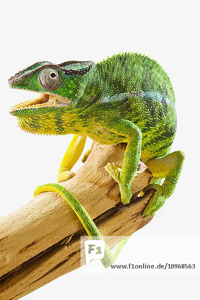 'Colourful Panther Chameleon (Furcifer pardalis) on a white background; St. Albert  Alberta  Canada'