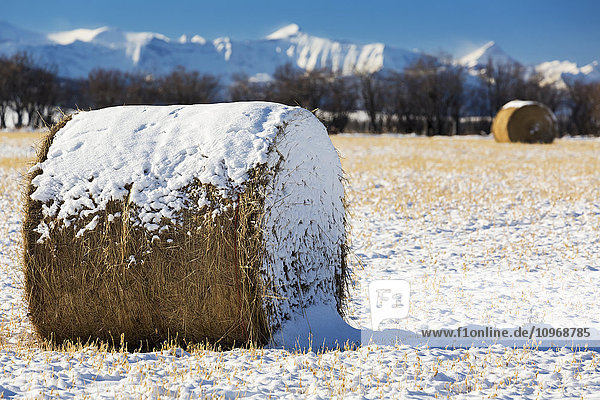 'Close up of snow covered hay bale in a snow covered stubble field with snow covered mountains in the background and blue sky; Longview  Alberta  Canada'