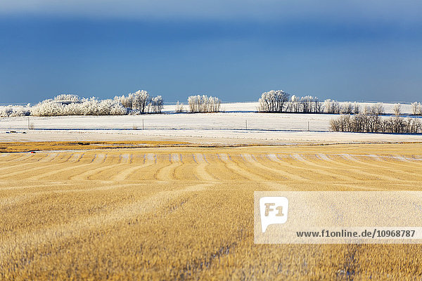 'Snow covered stubble field with harvest lines and frosted trees in the background with blue sky and cloud cover; Rosebud  Alberta  Canada'