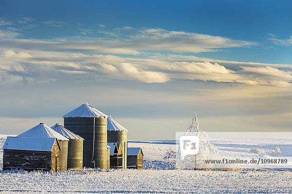 'Snow covered metal and wooden grain bins with frosted trees  bushes and stubble with clouds and blue sky; Rosebud  Alberta  Canada'