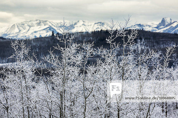 'A row of frosted trees with foothills and snow covered mountains in the background; Alberta  Canada'