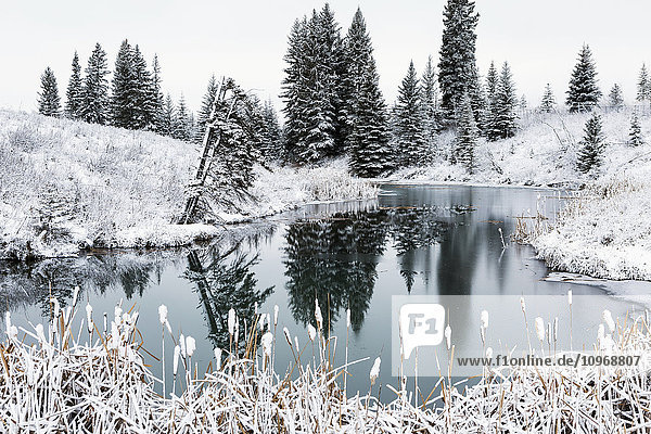 Ein offener Teich im Winter mit schneebedeckten  hügeligen Ufern  immergrünen Bäumen und Rohrkolben; Calgary  Alberta  Kanada'.