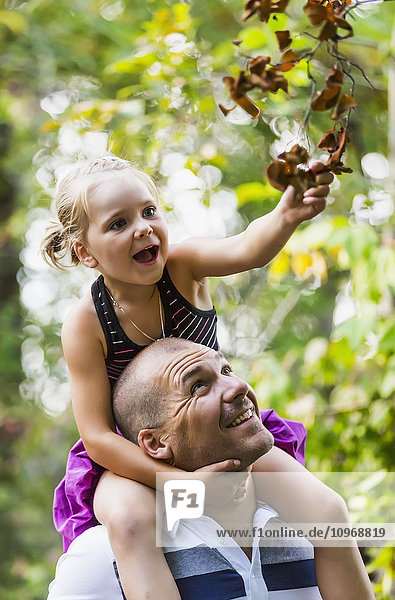 Vater trägt seine Tochter auf den Schultern in einem Park im Herbst; Edmonton  Alberta  Kanada'.