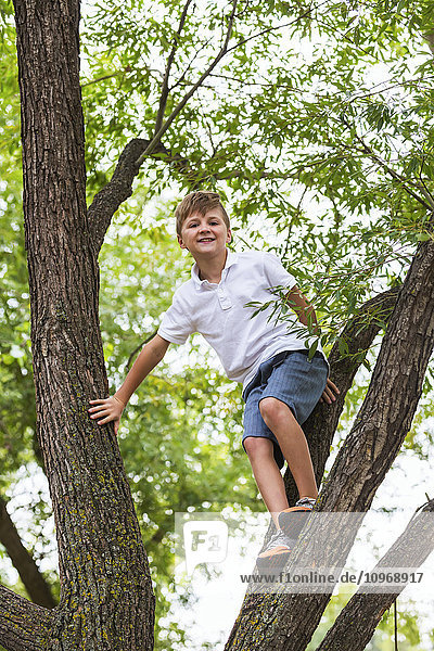 Junge klettert auf einem Baum in einem Park; Edmonton  Alberta  Kanada