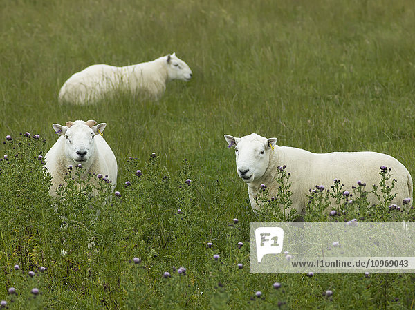 Schafe stehen in hohem Gras und Wildblumen auf einem Feld; Berriedale,  Schottland '
