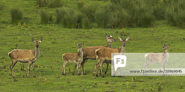 'Deer standing in a green field; Latheronwheel  Scotland'