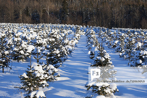 Weihnachtsbaumfarm im Winter; Hatley  Quebec  Kanada'.