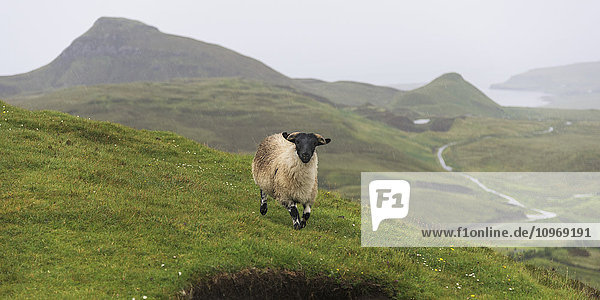 Ein Schaf  das über das Gras läuft  während Nebel die Landschaft bedeckt  Trotternish Ridge; Staffin  Schottland'.