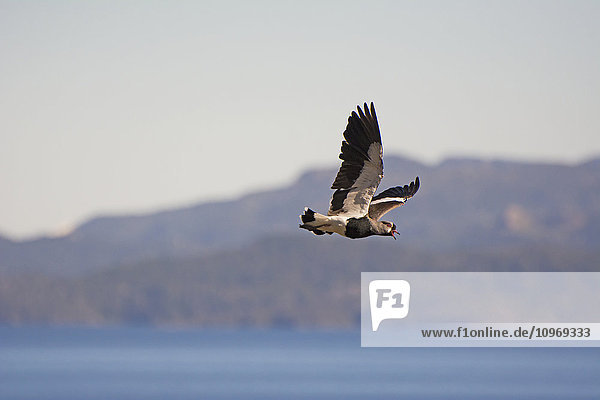 Vogel  der über einen Bergsee fliegt; Bariloche  Argentinien'.