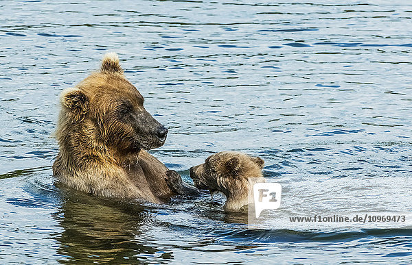 'Brown bear (ursus arctos) sow spending time with her cub in the river; Alaska  United States of America'