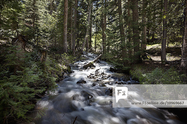 'Long exposure of a rushing mountain stream flowing with tall spruce trees around and areas of sunlight hitting the stream; Colorado  United States of America'