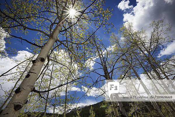 Blick durch Espenbäume  die Sonne scheint durch die oberen Äste  blauer Himmel und weiße Wolken im Hintergrund und Berge in der Ferne; Colorado  Vereinigte Staaten von Amerika'.