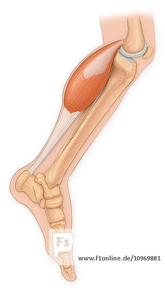 Medical view of leg bones with achilles tendon and gastrocnemius muscle
