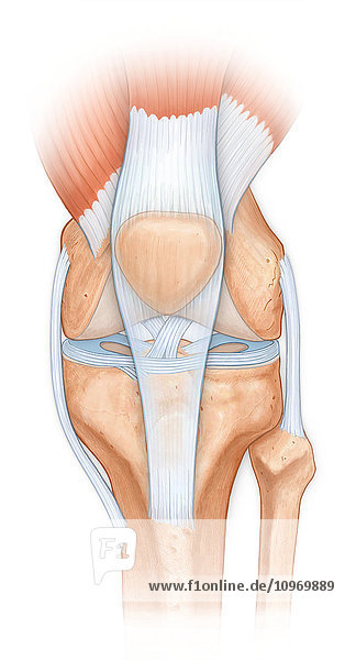 Normal anatomy of the knee joint  patellar ligament  quadraceps femoris muscles  acl  mcl  cruciate  meniscus  femur  tibia  fibula  patella bones
