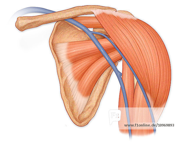 Normal anterior view of the shoulder joint  hilighting deltoid  supraspinatus  subscapularis and biceps muscles and cephalic vein