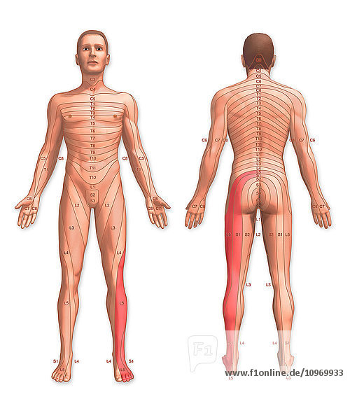 Front and back view of a man with the dermatomes