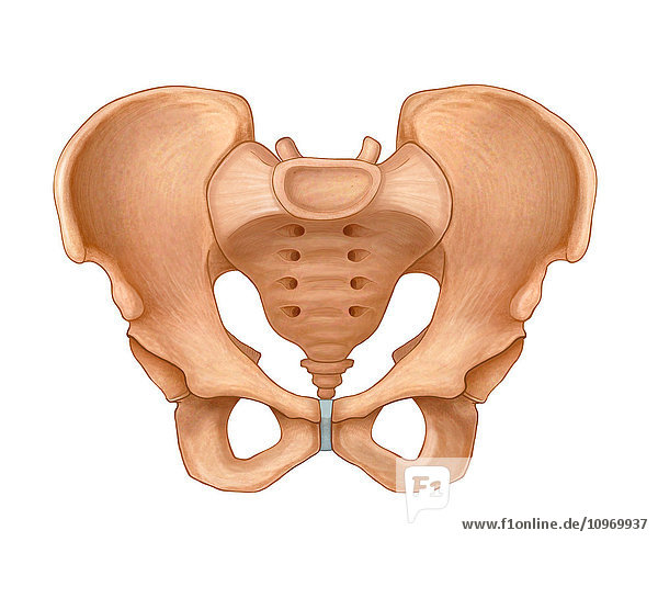 Normal anterior view of a pelvis