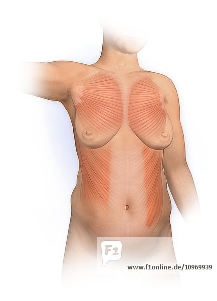 Normal anterior view woman with pectoralis major  external oblique muscles
