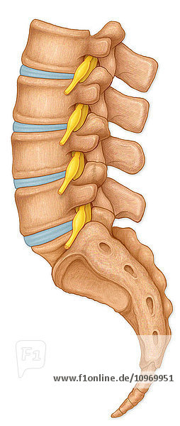 Normal lateral view of the lumbar vertebrae showing spinal nerve roots