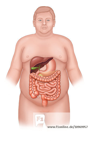 Man with normal abdominal anatomy  stomach  liver  pancreas  bile duct  gall bladder  small instestine  large intestine  stomach  rectum
